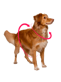 ZEEDOG: ARNÉS PERRO MODELO PHANTOM